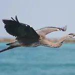 Treasure By The Sound