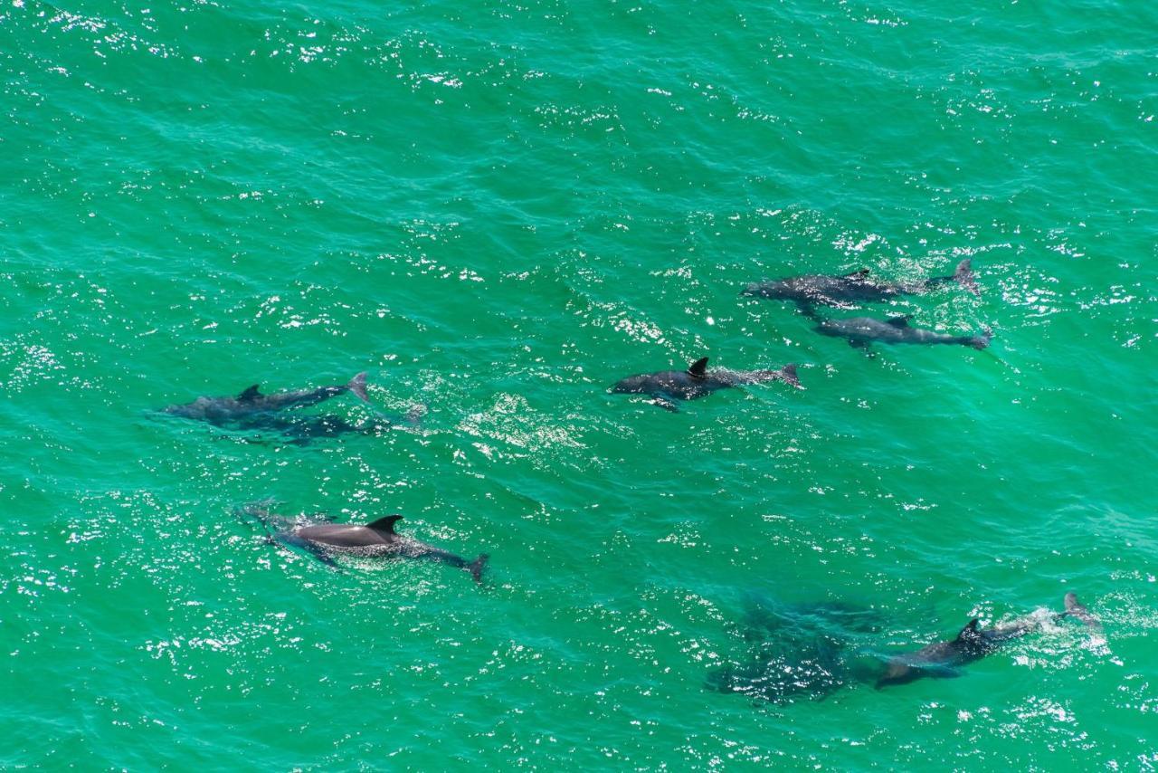 Calypso 3-1612 Panama City Beach