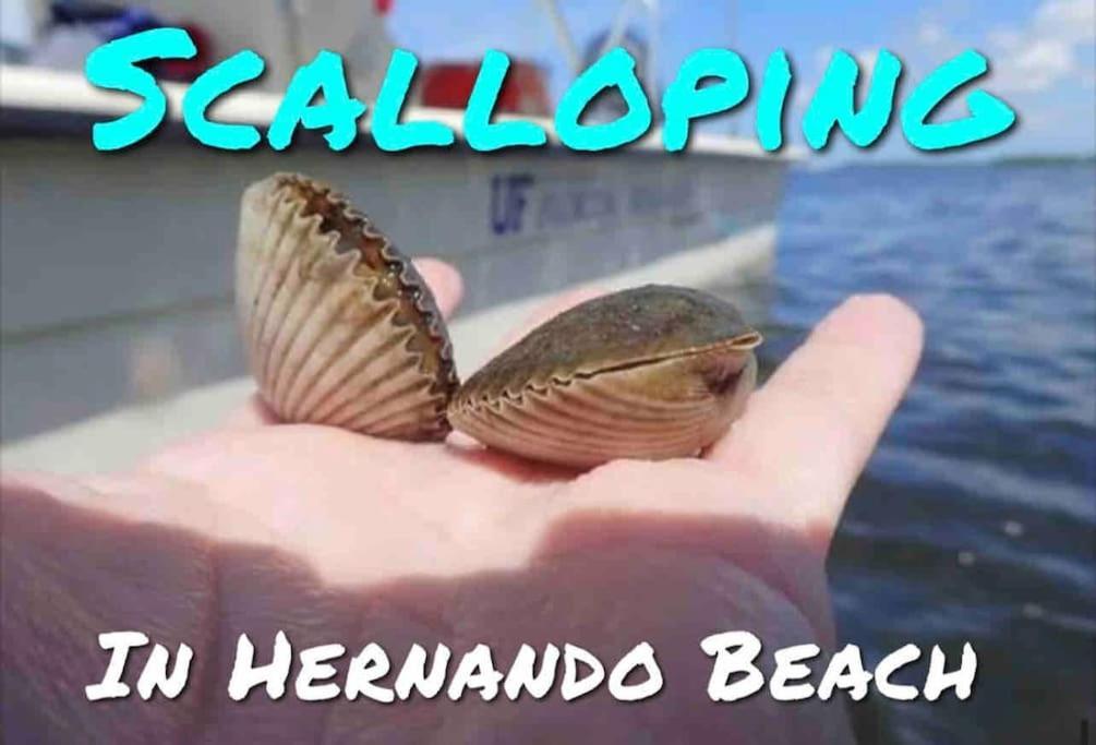 Saltwaterpool- Gameroom -tropical Sunsets - Kayaks - Fishing * Hernando Beach
