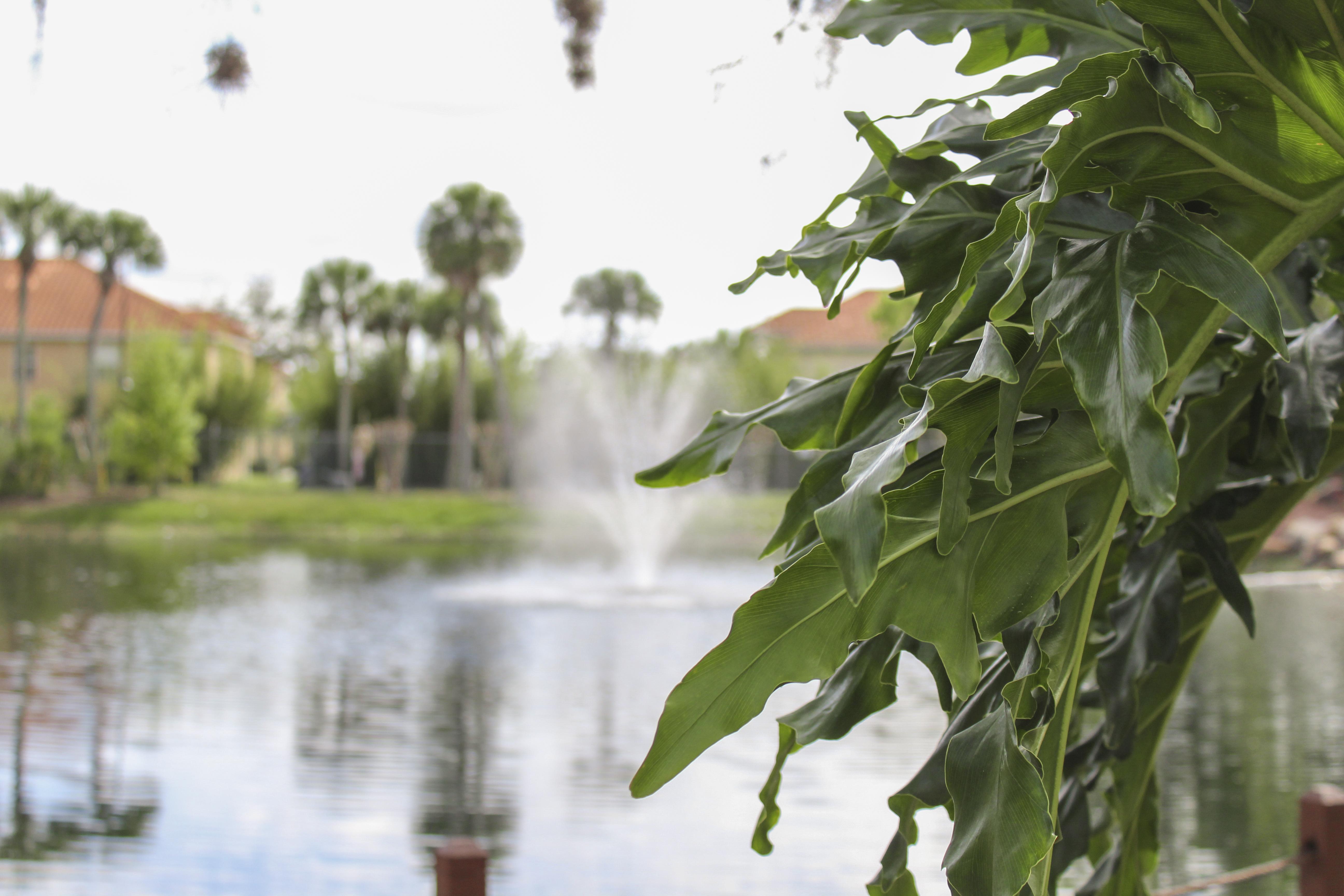 Resort Hilton Vacation Club Polynesian Isles