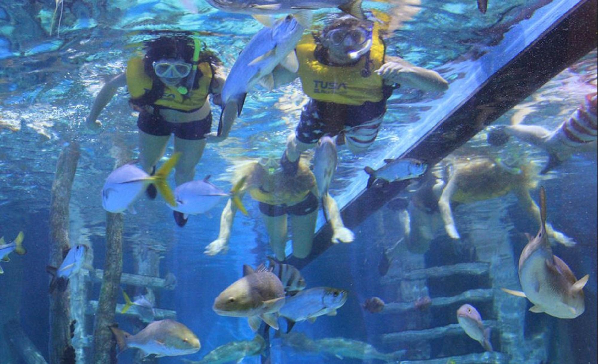 Resort Rumfish At Tradewinds