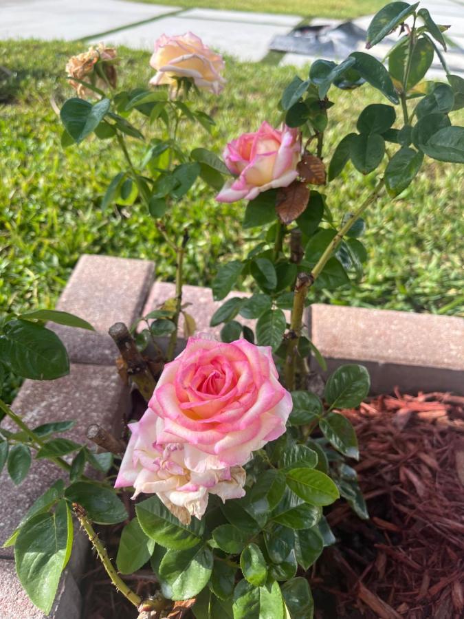 Modern Luxury Rose By Beaches *