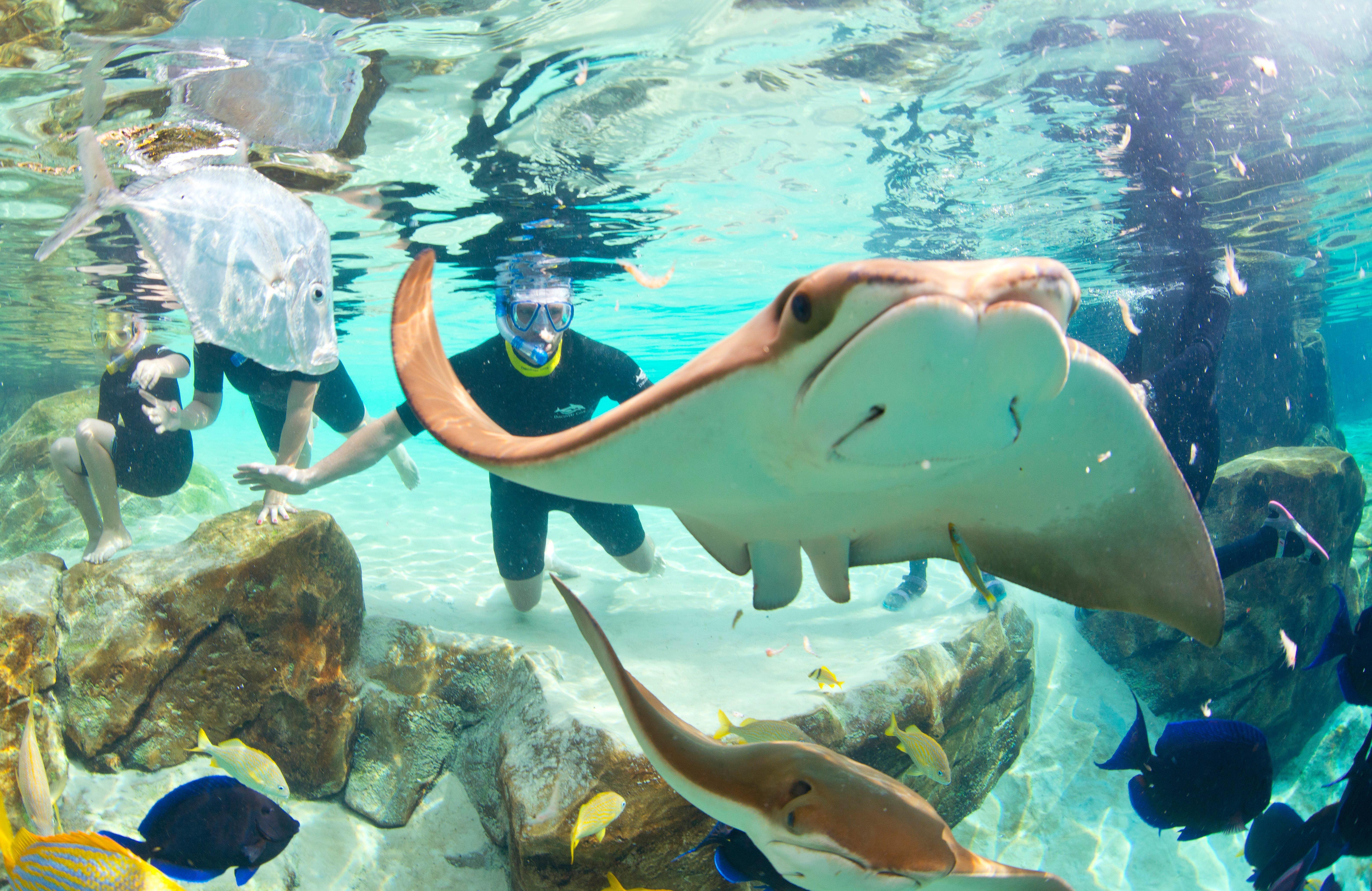 Staybridge Orlando At Seaworld By Ihg - Free Parking & Shuttle To Seaworld Parks Williamsburg