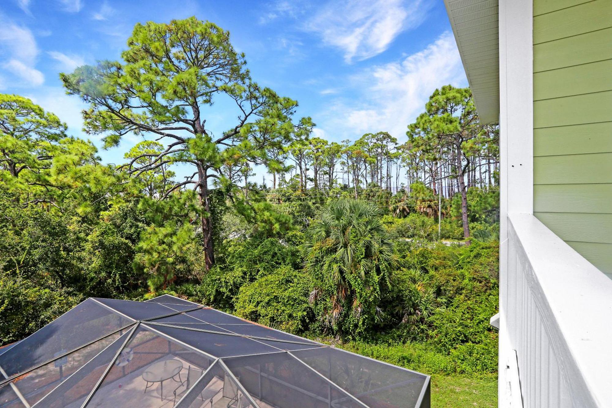 Cape Palms