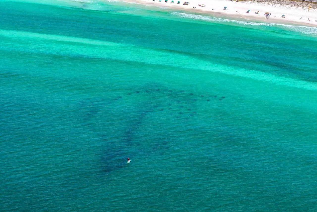 Blue Turtle Dreams * Destin