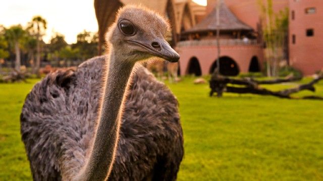 Disney's Animal Kingdom - Kidani Village Hotel