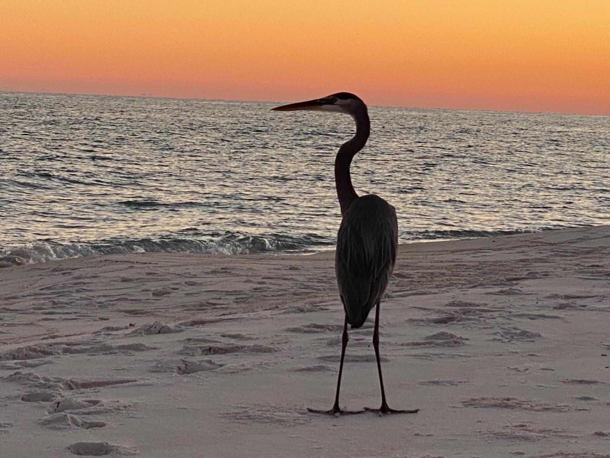 Aparthotel Your Therapy Awaits At Sans Souci Pensacola Beach