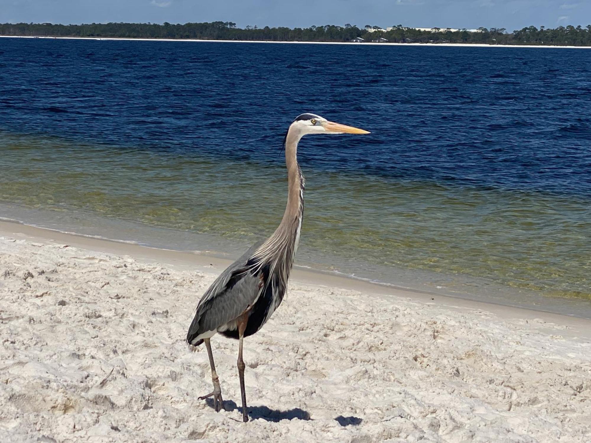 Aparthotel Your Therapy Awaits At Sans Souci Pensacola Beach