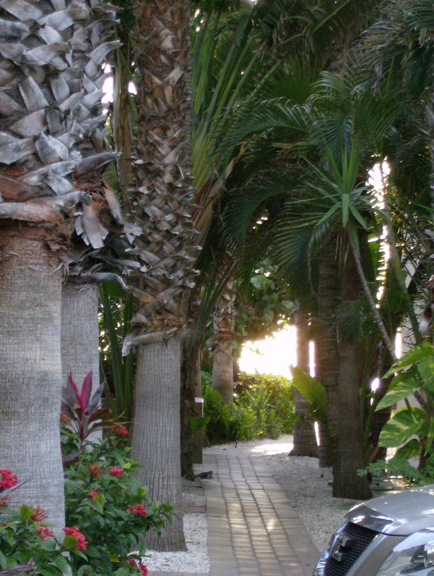 Turtle Crawl - 4* Longboat Key