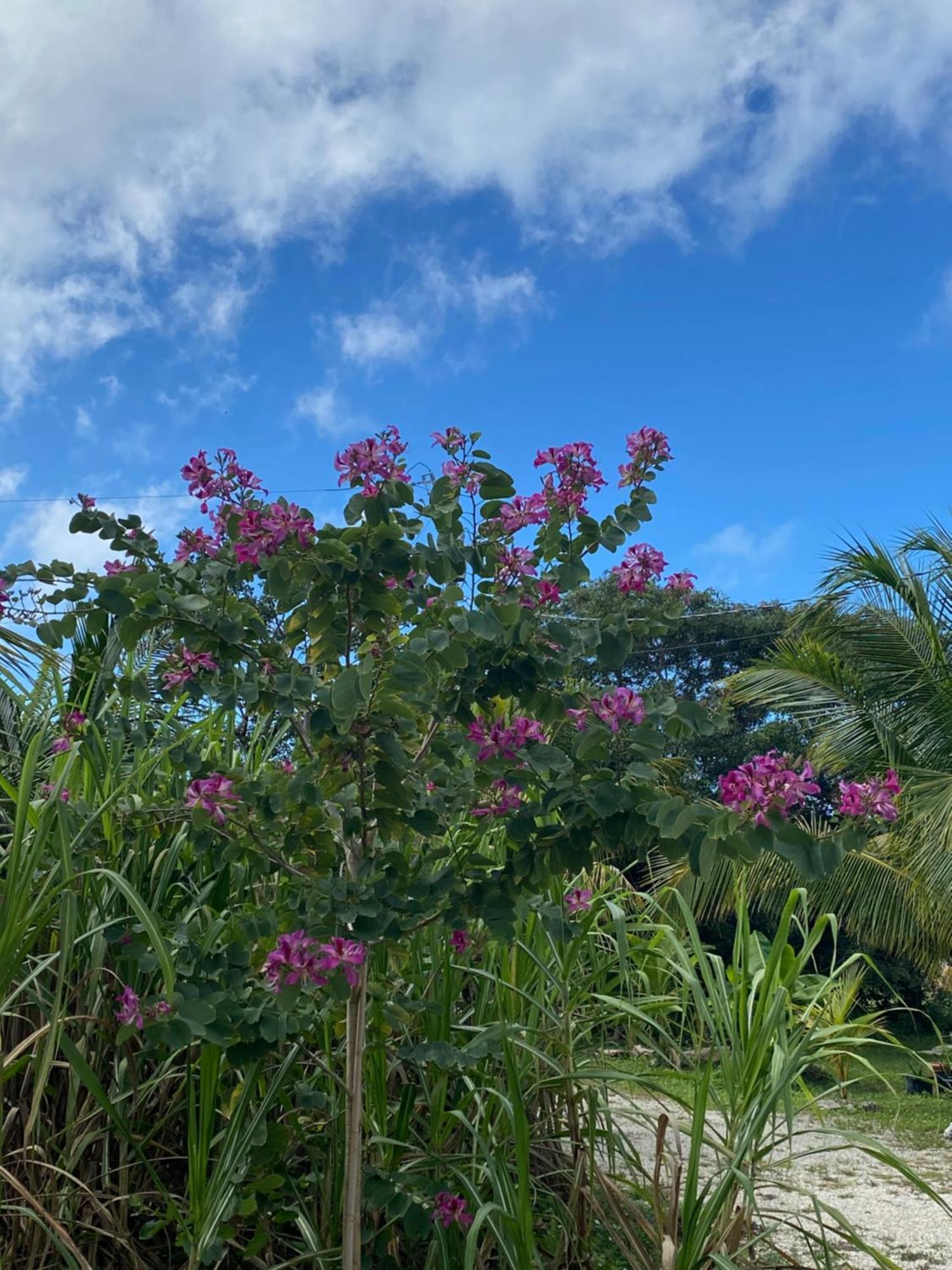 Villa Ocean View With Pool, 4 Bedroom Near Key West