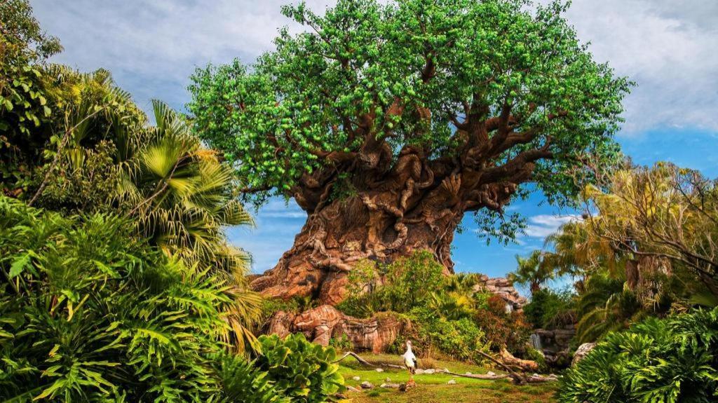 Lodge Disney's Animal Kingdom Four Corners