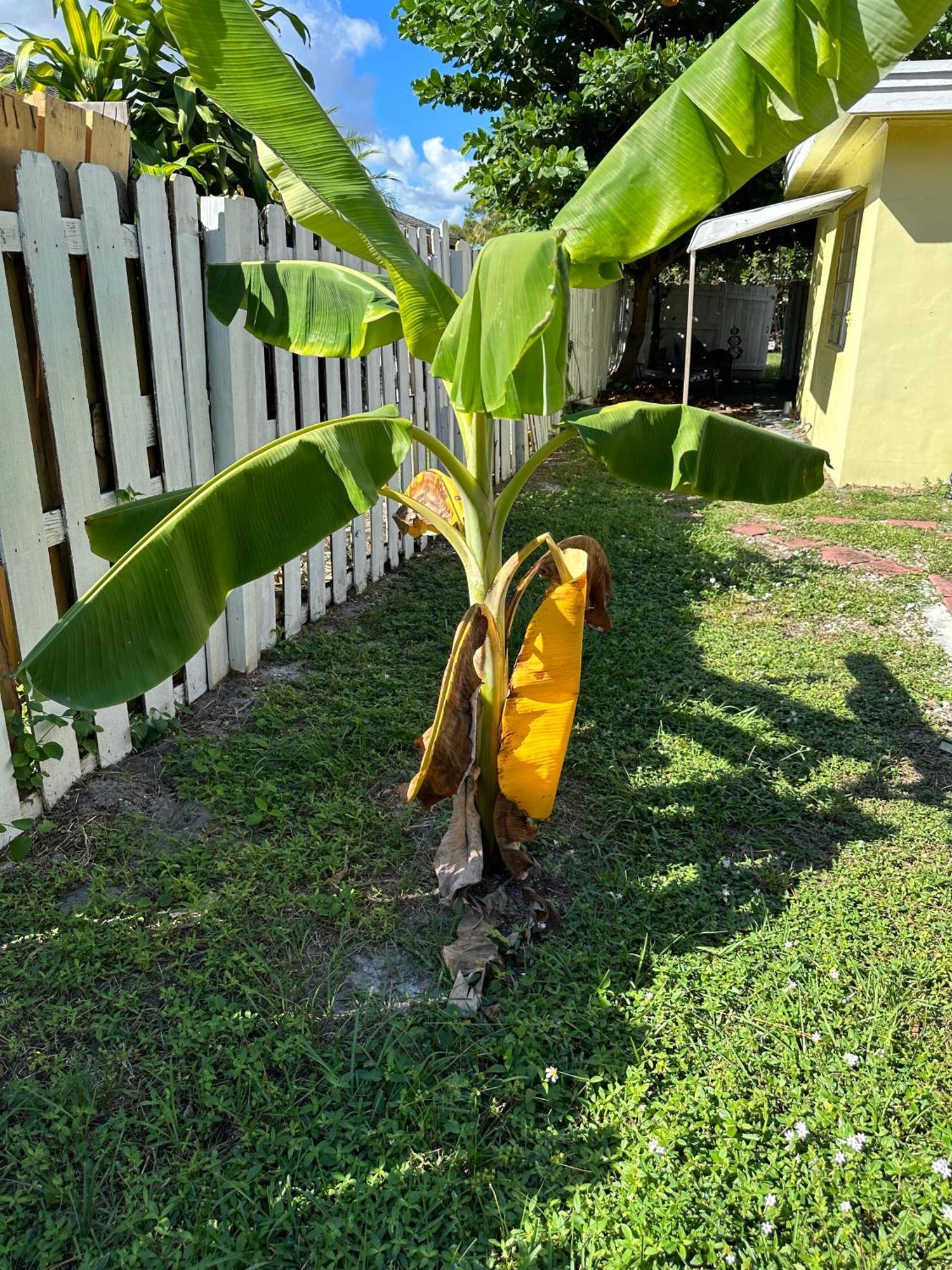 Option1 3 Bedroom House Only Option2 Studio Cottage Only Option3 House Plus Cottage Fenced Backyard Private Patio Areas Grill Firepit Plenty Parking! Quick Access 10 Min To Beach Airport Delray West Palm * Lake Worth Beach
