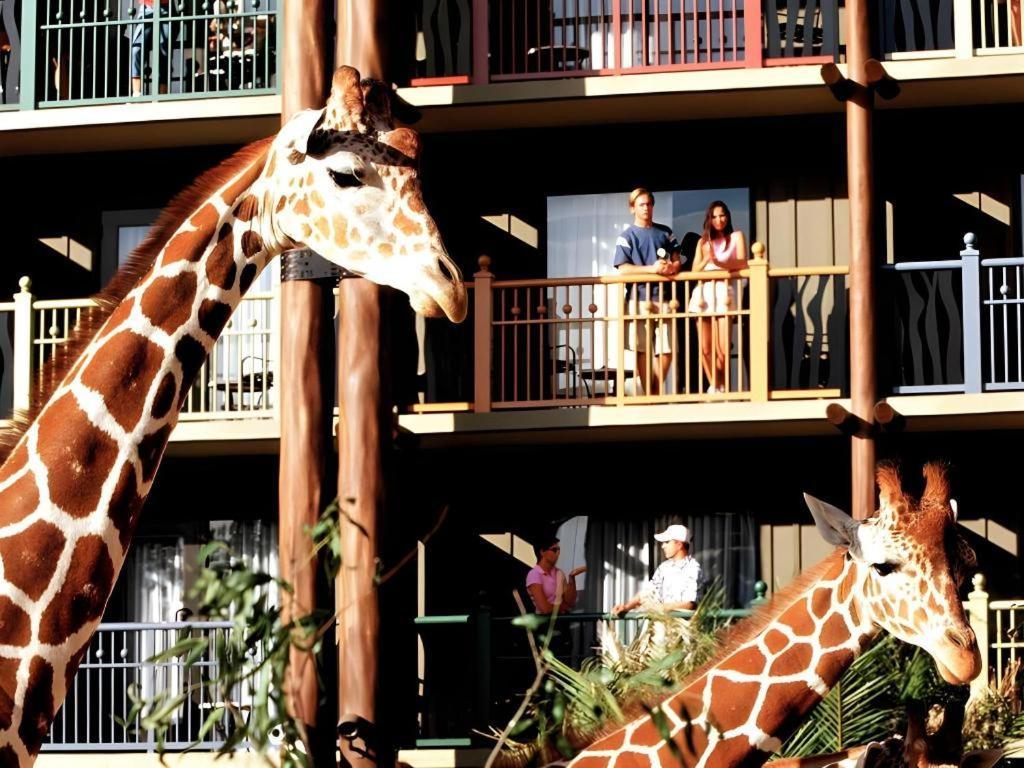 Lodge Disney's Animal Kingdom *