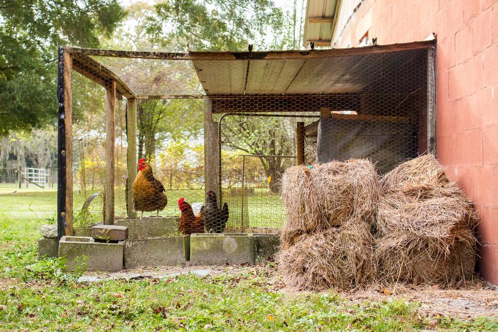 Ichetucknee Lodging At The Smoakhouse Ranch Bed & Breakfast Branford