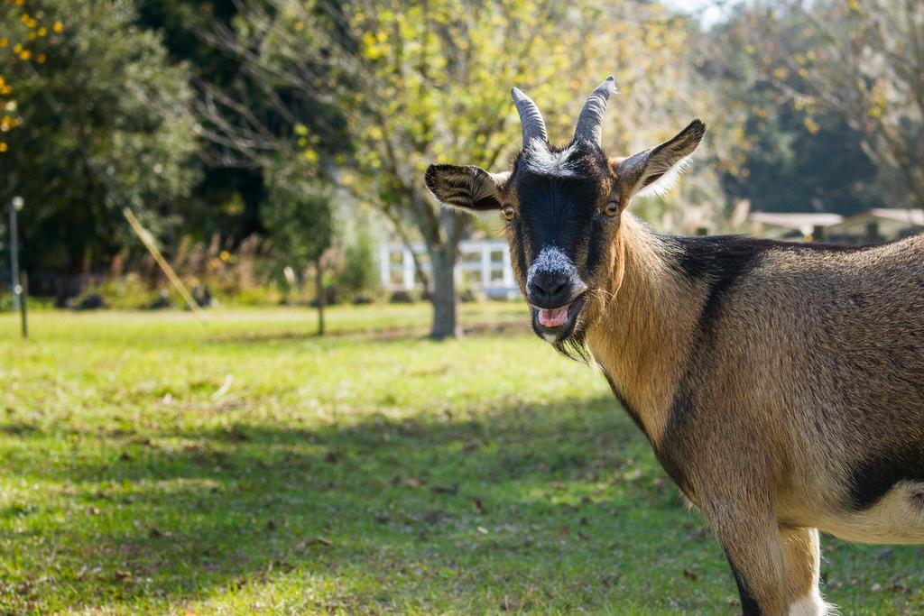Ichetucknee Lodging At The Smoakhouse Ranch Branford