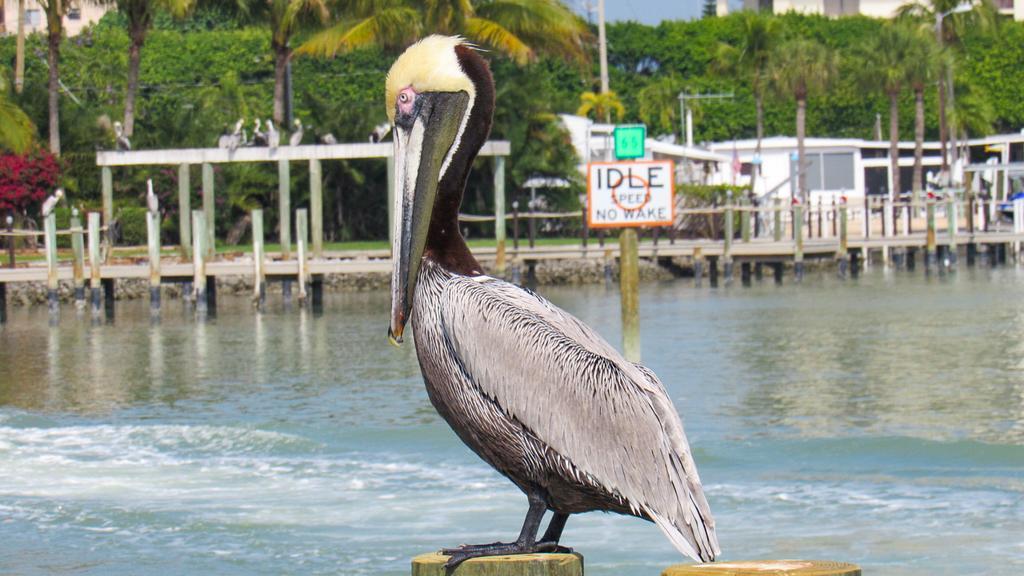 Bonita Beach