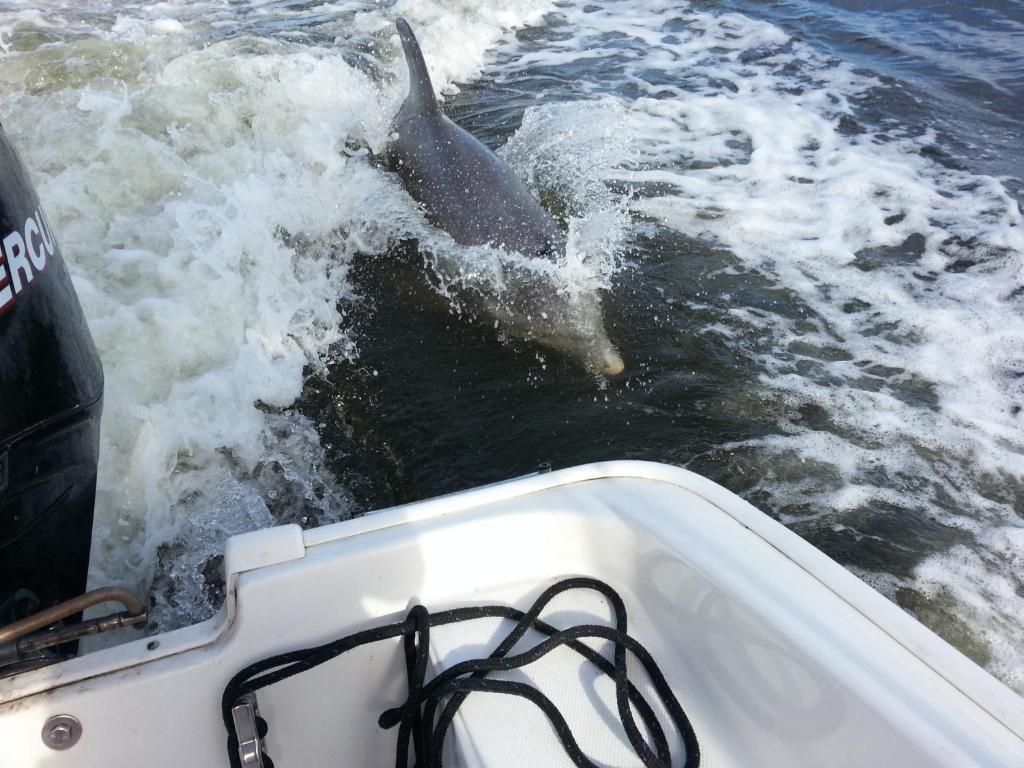 Angel's Haven Cape Coral