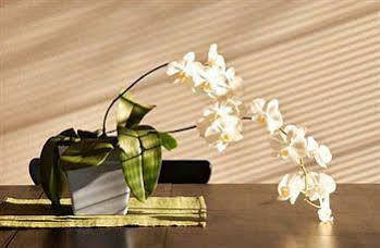 The White Orchid And