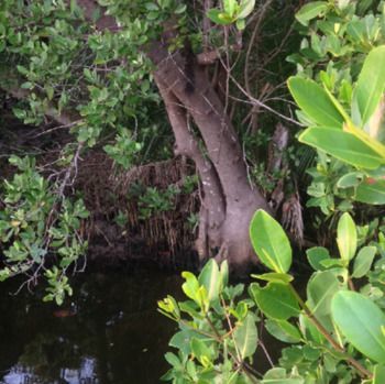 Mellon Patch 4* Port St. Lucie