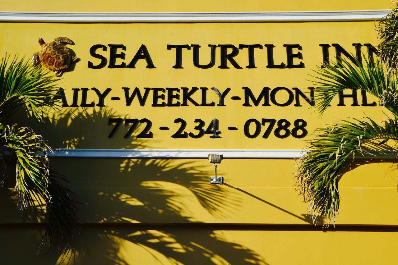 Sea Turtle Vero Beach