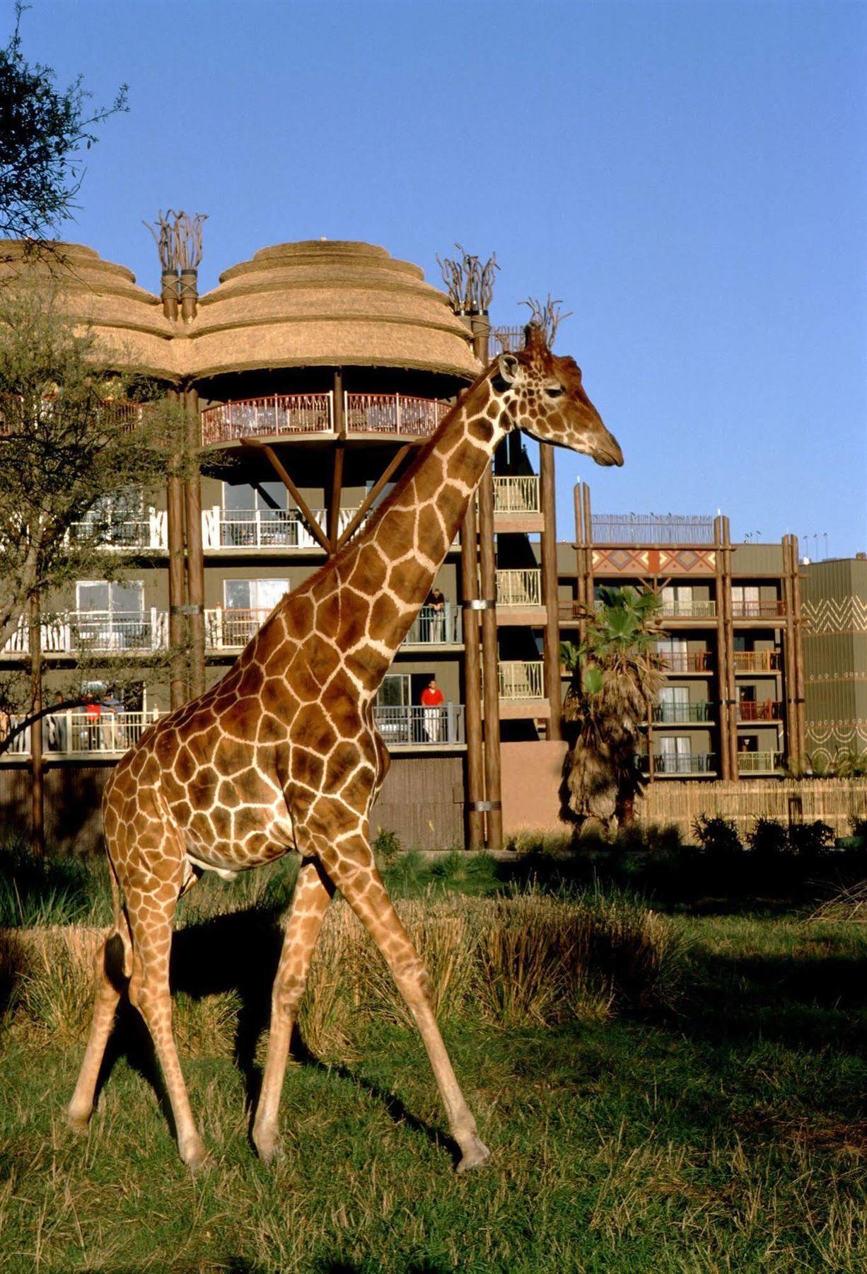 Disney's Animal Kingdom Four Corners