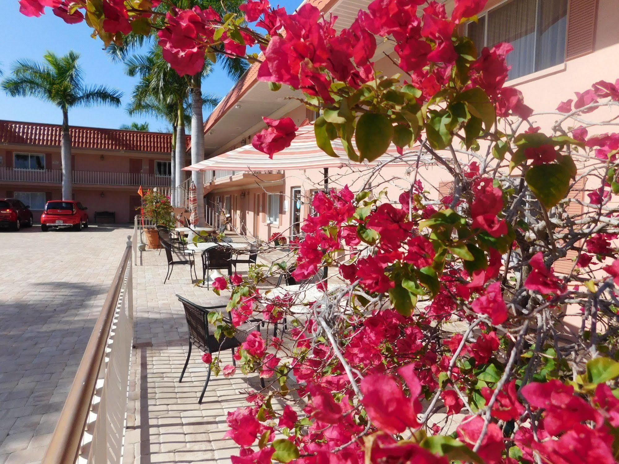 Hibiscus -