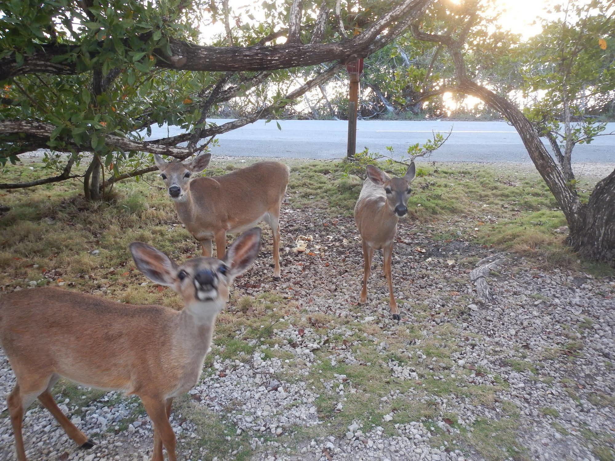 Ed & Ellen'S Canal Duplexes W/Dockage - Big Pine Key * Big Pine Key