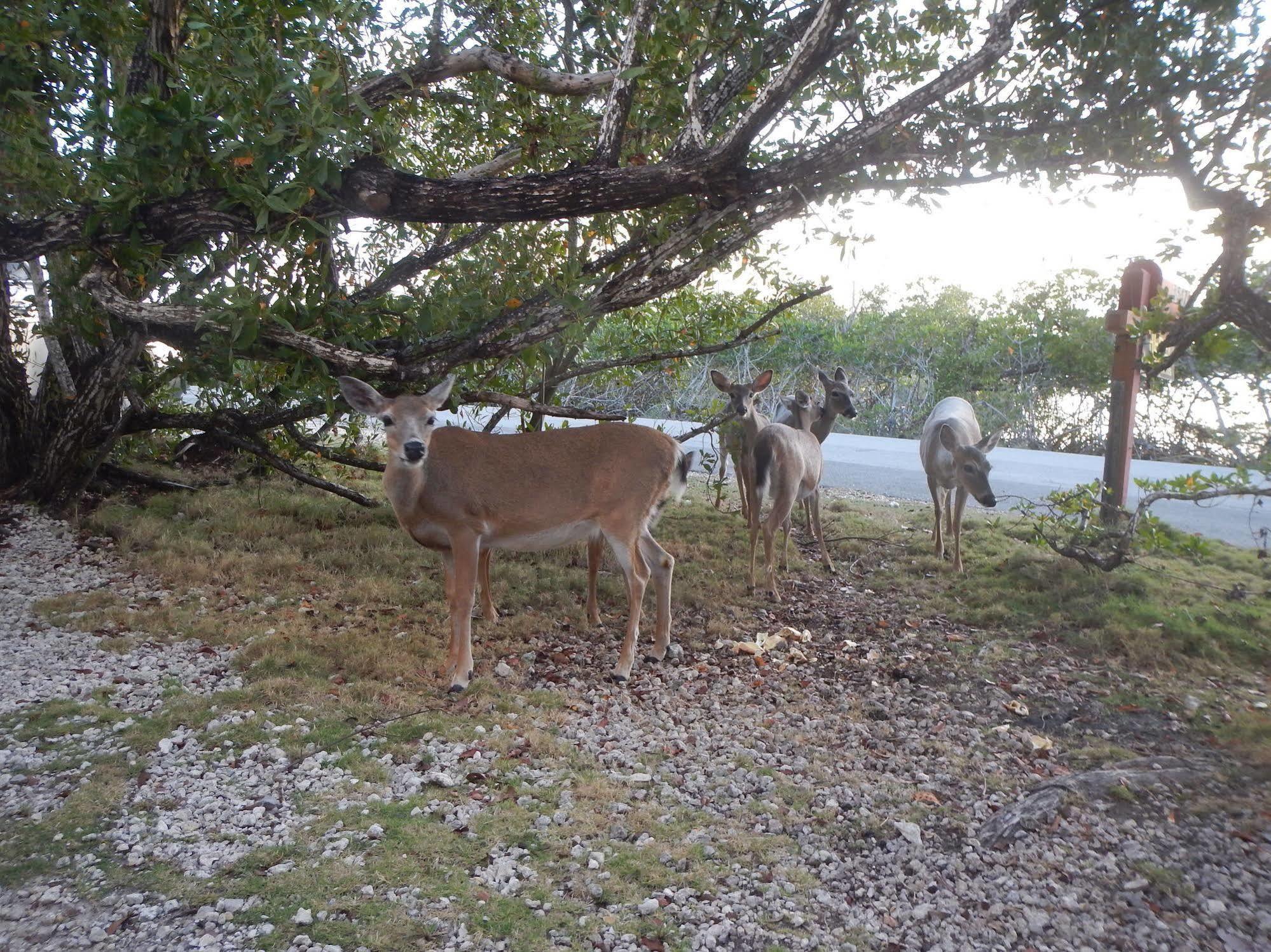 Apartment Ed & Ellen'S Canal Duplexes W/Dockage - Big Pine Key Big Pine Key