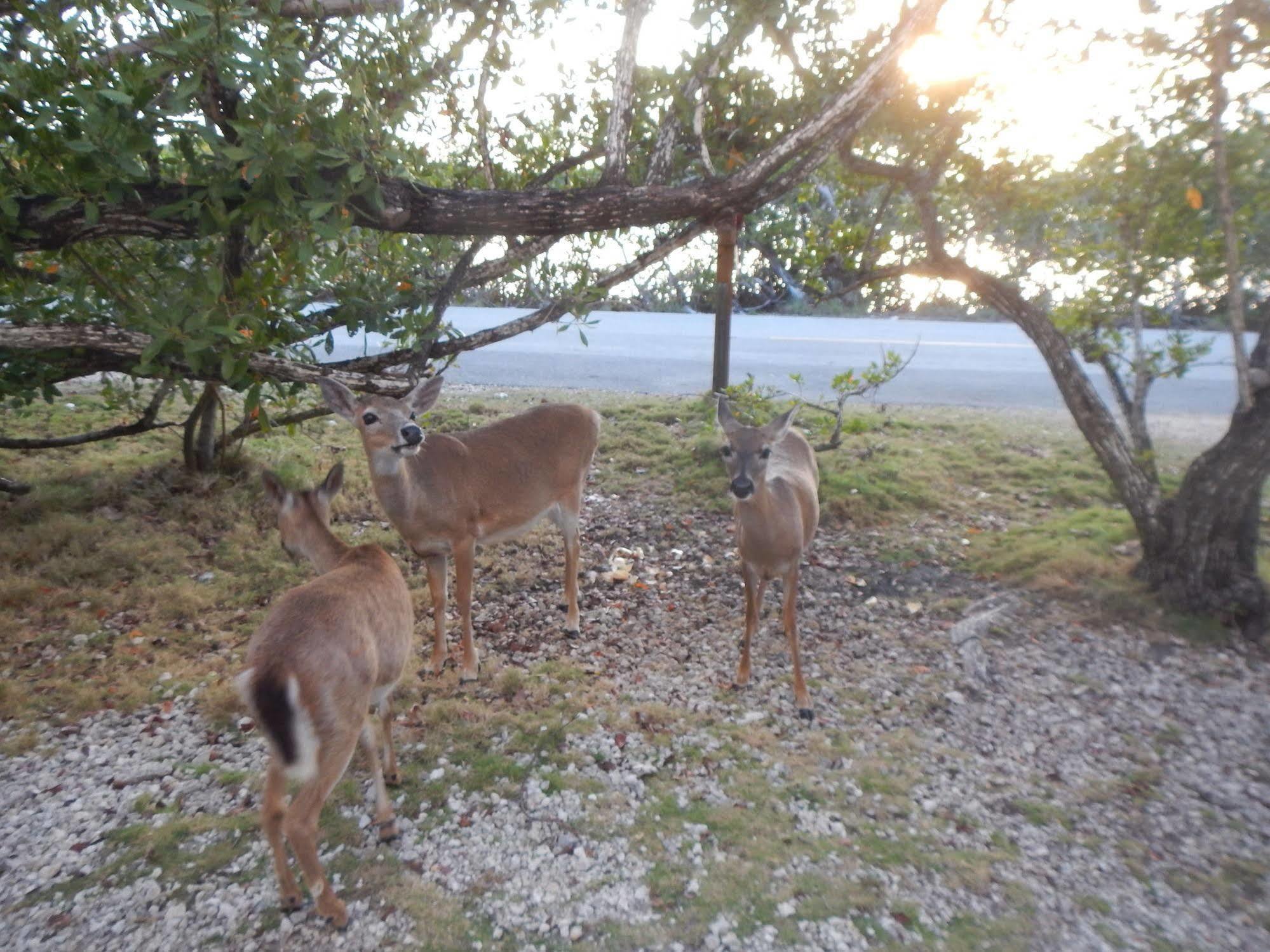 Ed & Ellen'S Canal Duplexes W/Dockage - Big Pine Key Apartment Big Pine Key