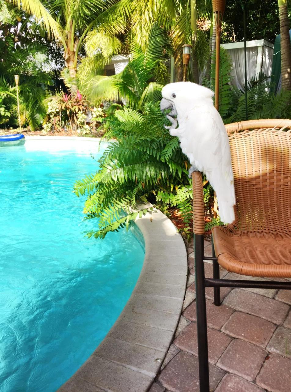 Calypso Wilton Gay Male * Wilton Manors