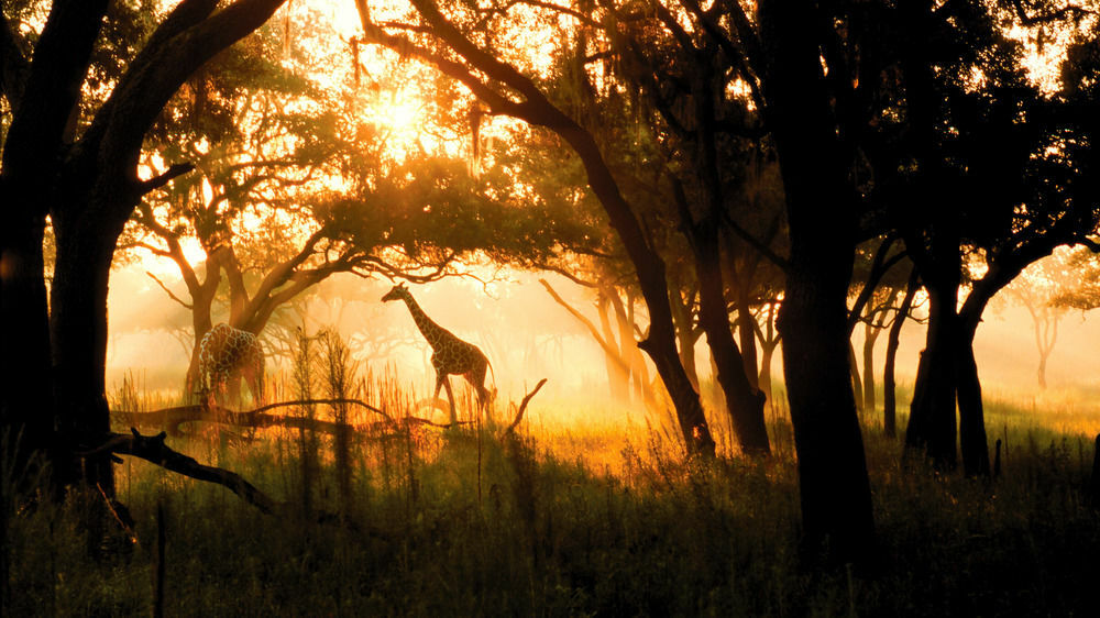 Lodge Disney's Animal Kingdom Four Corners