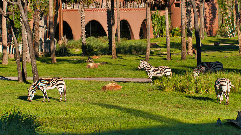 Disney's Animal Kingdom