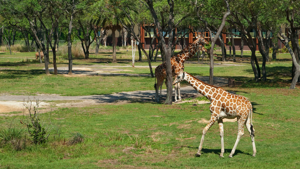 Lodge Disney's Animal Kingdom Four Corners