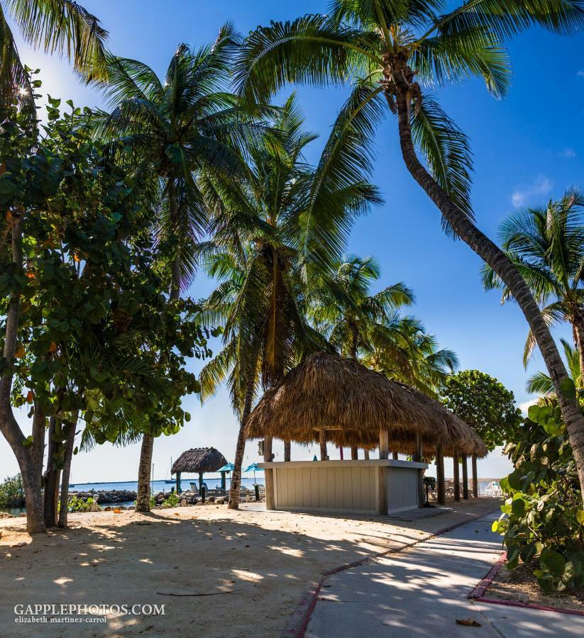 Hotel Amoray Dive