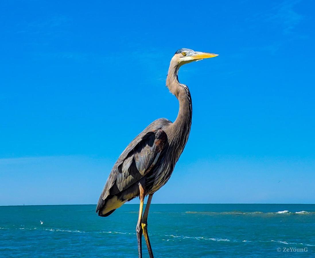 Affordable Beach - One Bedroom Dlx Apartment *