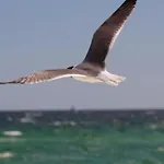 Salty Breeze
