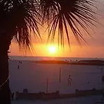 Beach Palms