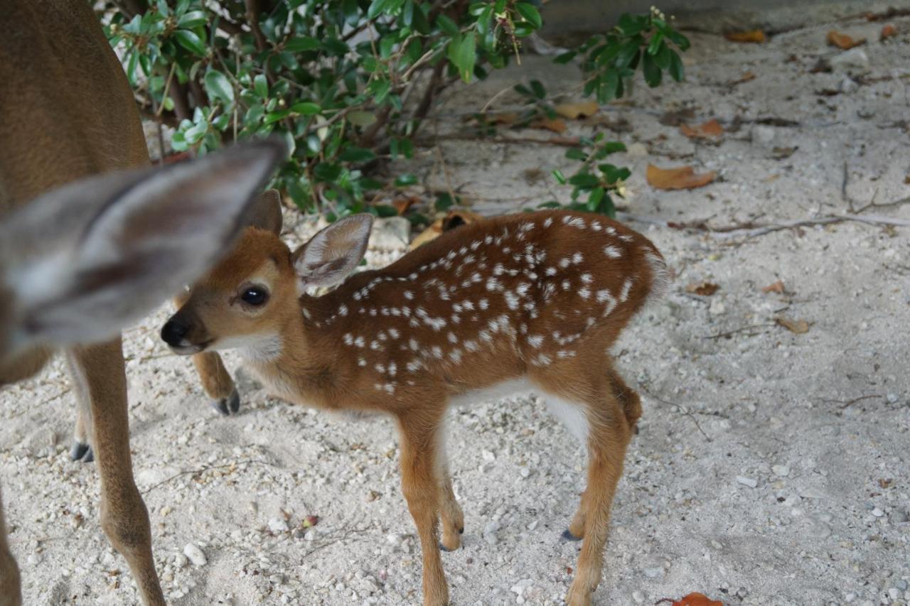 Deer Run On The Atlantic Bed & Breakfast 3*