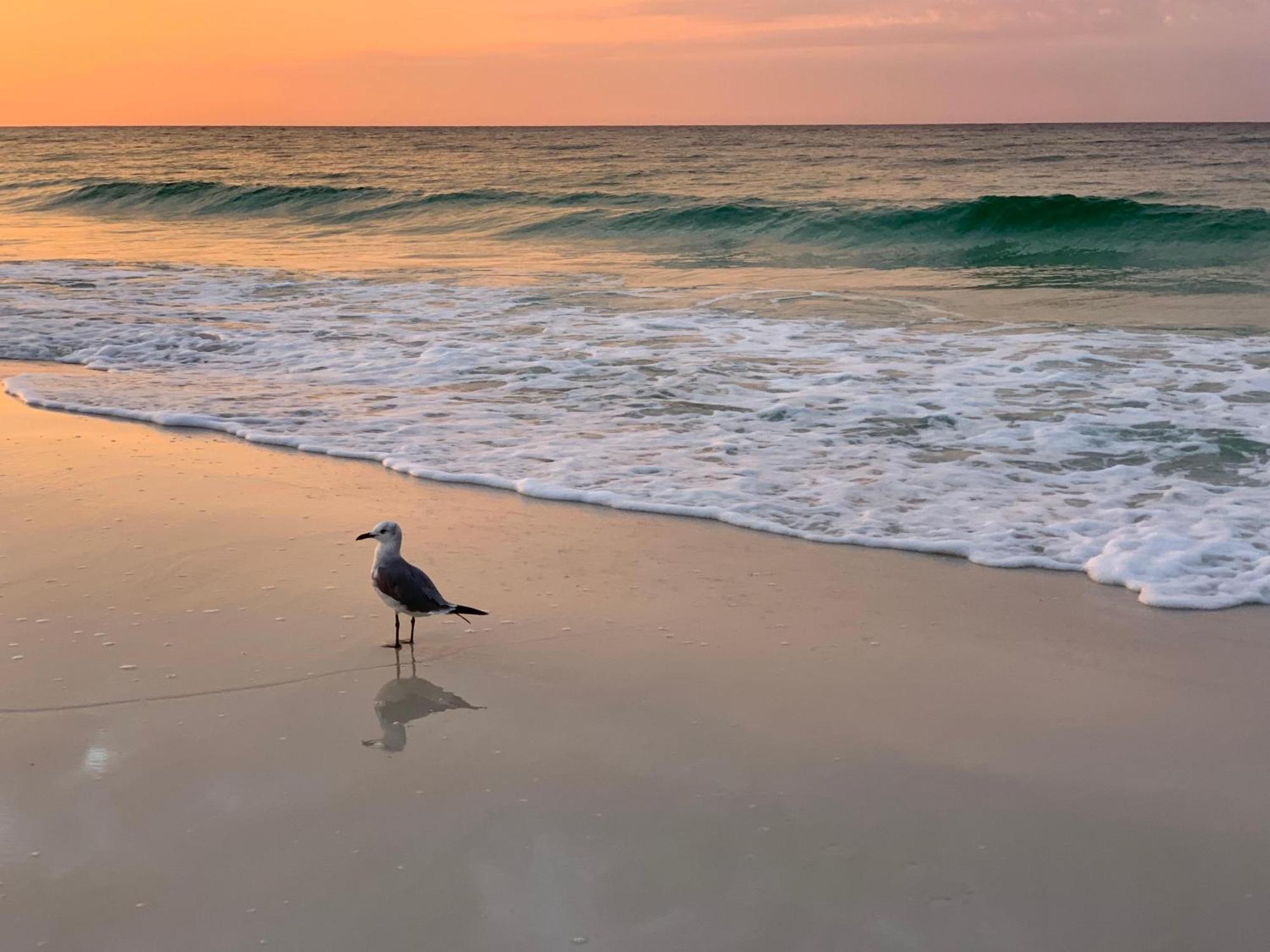 Nautilus 2411 Gulf View 2 Bedroom 4th Floor Free Service Fort Walton Beach