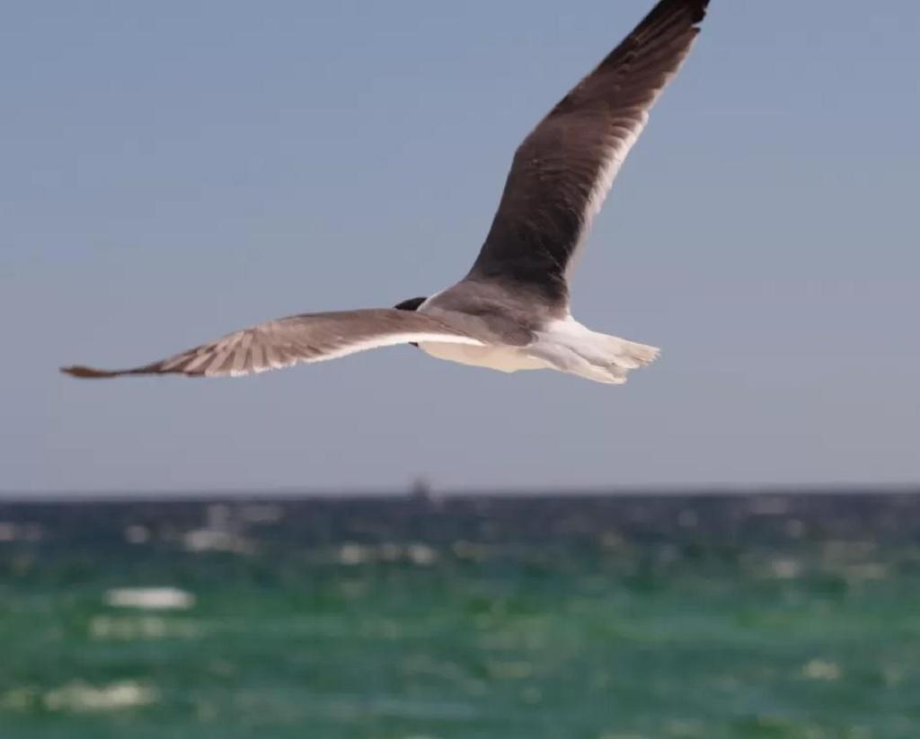 Salty Breeze * Navarre