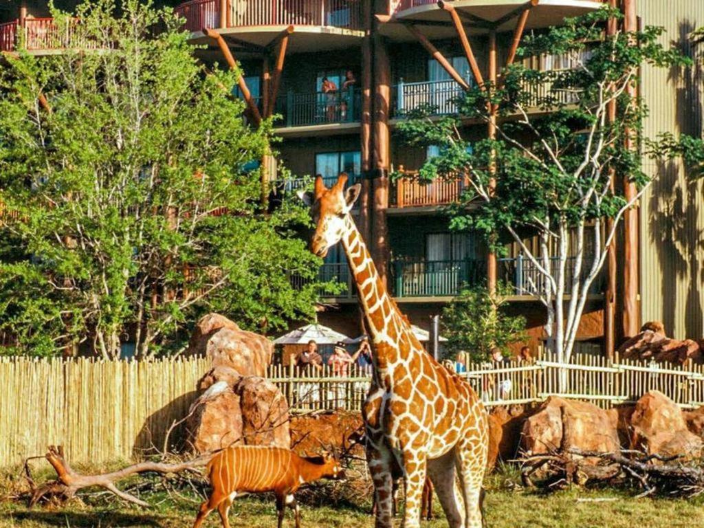 Disney's Animal Kingdom Lodge
