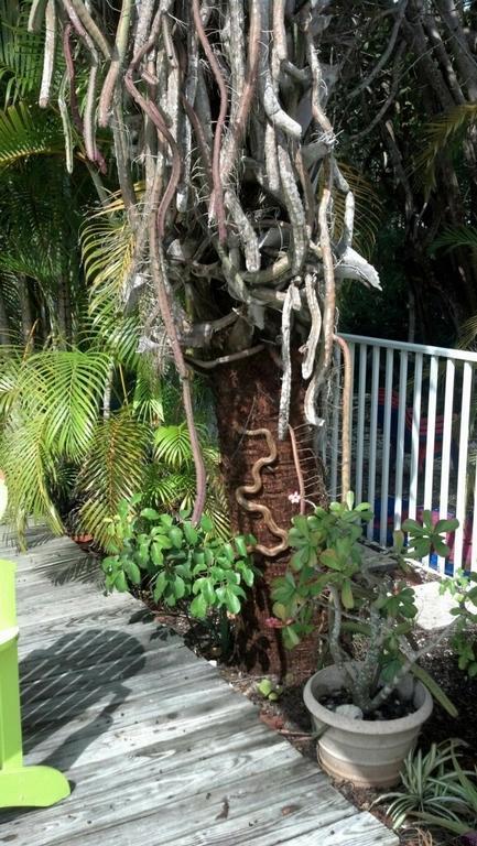 Sunshine Island - Adults Only