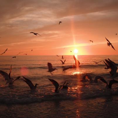 Seabreeze At Anna Maria Island