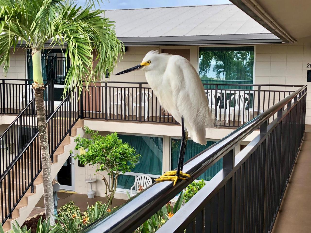 Caribbean Club 2* Fort Myers Beach