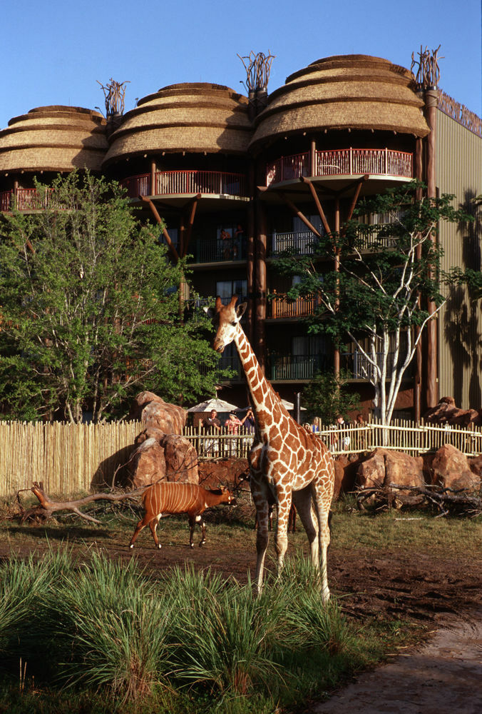 Lodge Disney's Animal Kingdom Four Corners