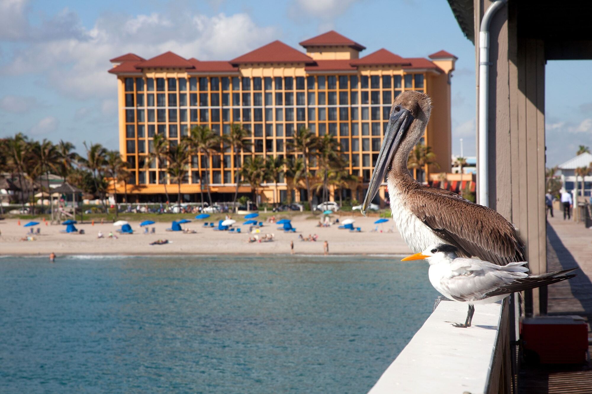 Resort Wyndham Deerfield 3*